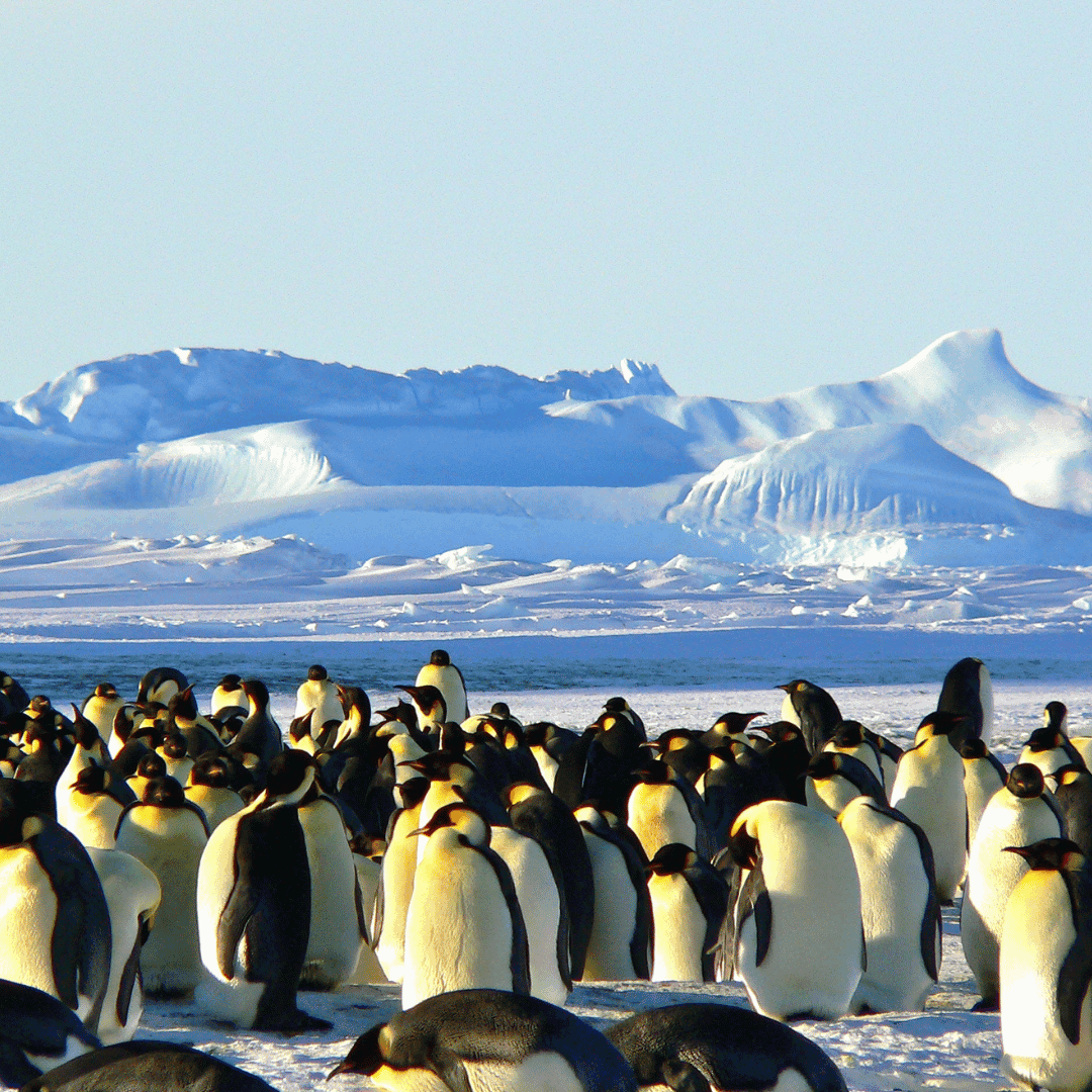 Antarctica